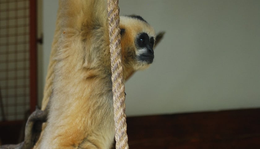 Dominująca Carusa w zoo