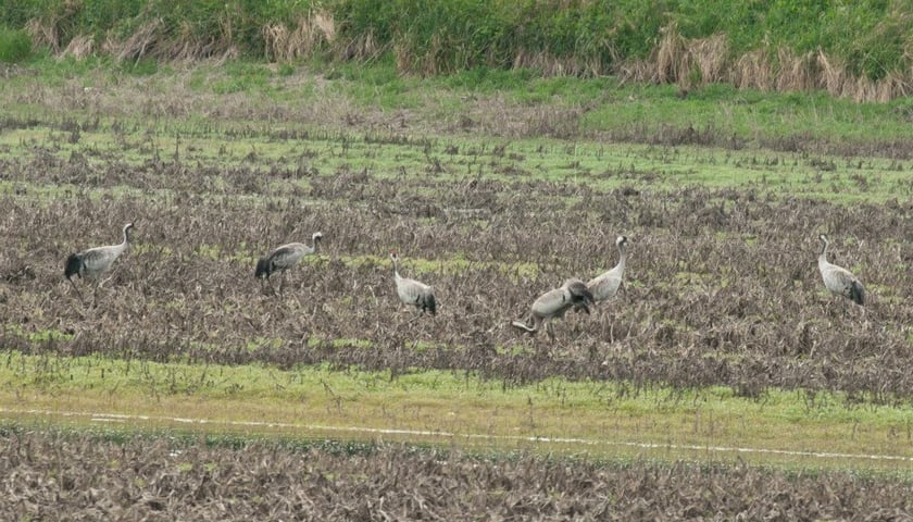 Weekendowe podglądanie ptaków na Polach Irygacyjnych
