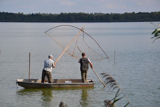 Karp w lesie i reggae na stawach. Żmigród zaprasza!