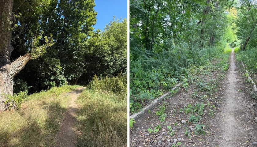 Na pierwszej połowie zdjęcia wąska ścieżka wśród trwa, roślin i starych drzew. Na drugiej połowie - zarośnięta gruntowa alejka między krzakami i drzewami. Ten szutrowy trakt zostanie zastąpiony nową ścieżką dla pieszych i rowerzystów.