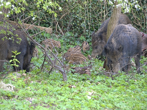 Wyłapano dziki na cmentarzu