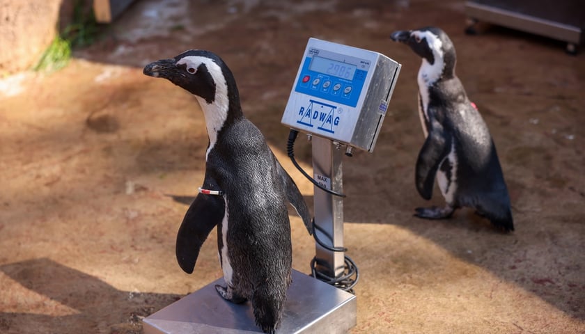 Obrączkowanie pingwinów przylądkowych w ZOO Wrocław
