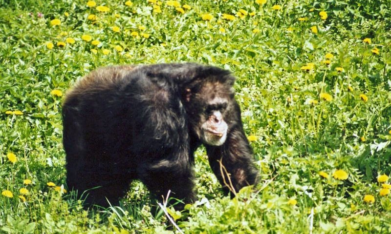 W zoo pożegnali Boya