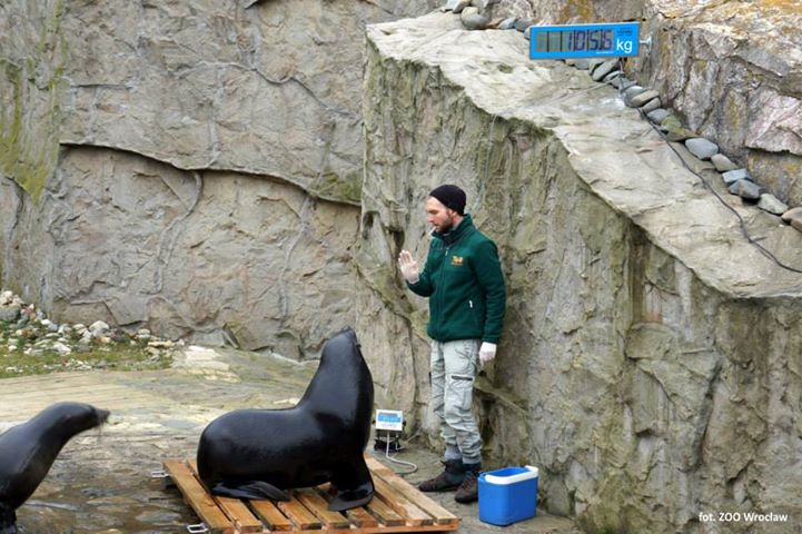 Wielkie ważenie kotików