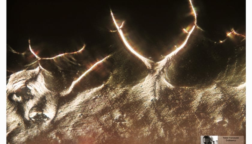 Licytacja obrazów kryształów DNA wrocławian