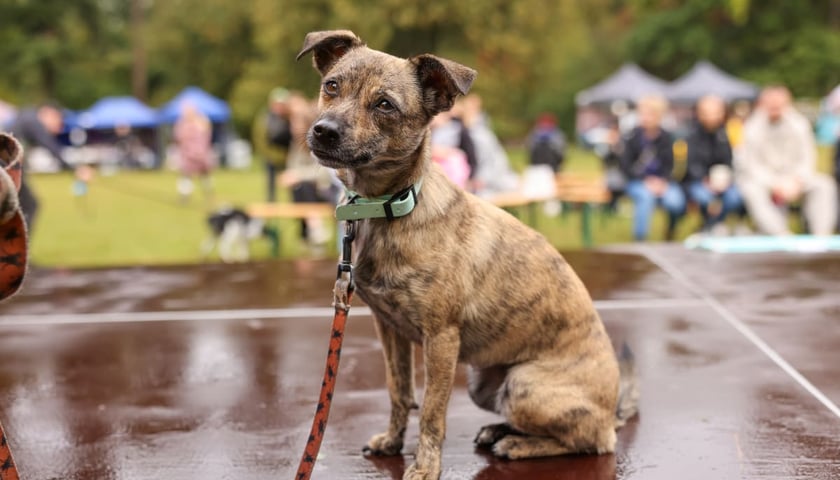 Piknik Adopciaka zorganizowany przez Grupę Ratuj w parku Grabiszyńskim. Wrocław, 14.09.2025. Na zdjęciu jeden z uczestniczących w pikniku psiaków.