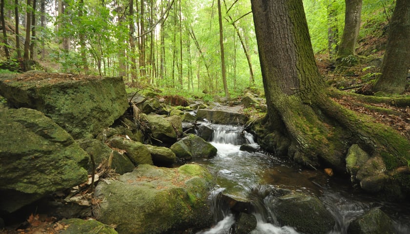 Dziki Wąwóz, nowy rezerwat przyrody w wąwozie Maciejowickiego Potoku. Na zdjęciu leśny potok