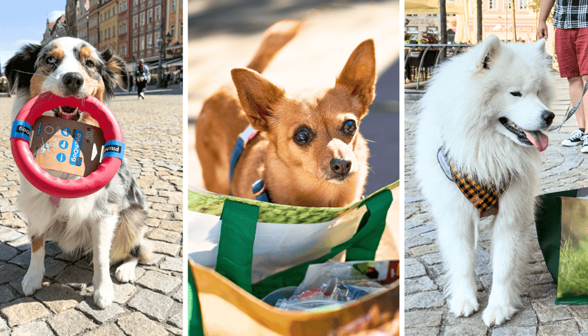 Od lewej: Palma (miejsce 1.), Felicja (miejsce 2.), Bouli, (miejsce 3.)