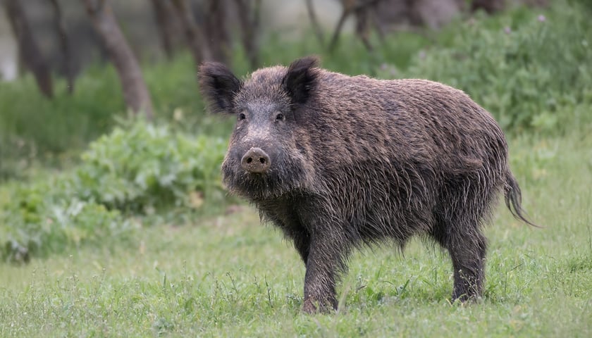 Dzik. Zdjęcie ilustracyjne