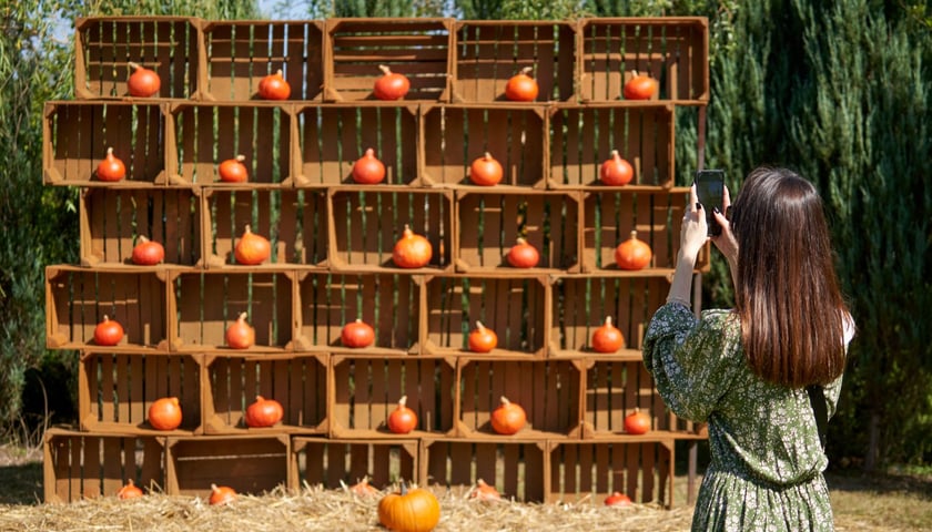 Kobieta robiąca zdjęcie dyniowej ścianki, archiwum wroclaw.pl