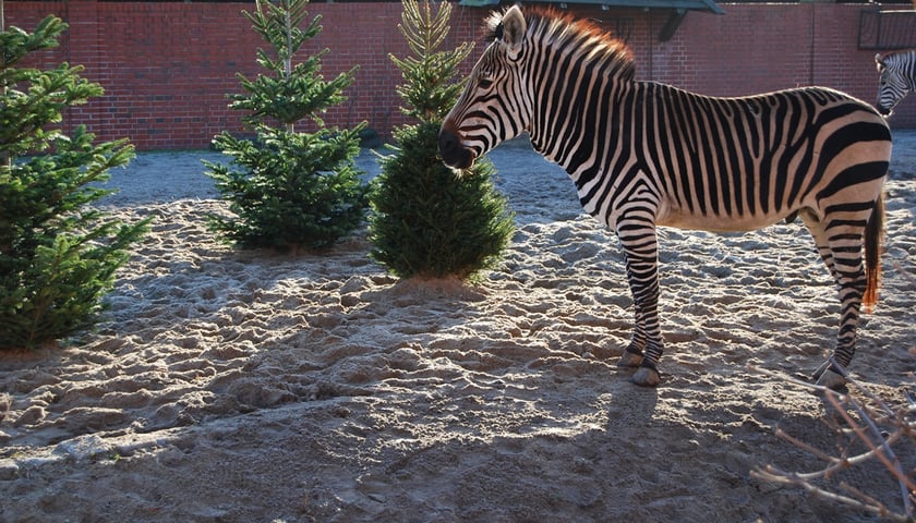 Z choinką do zoo?