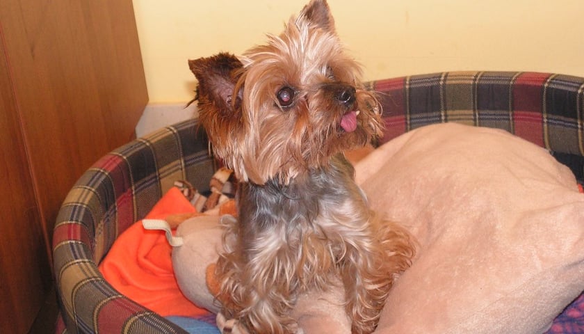 Sylwestrowe czworonożne zguby