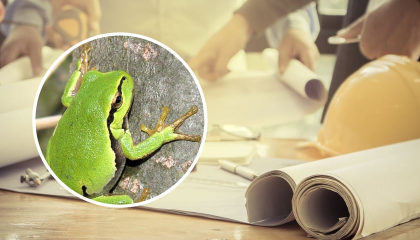 Zdjęcie przedstawiające arkusze papieru z projektami, a w kółku  rzekotka drzewna