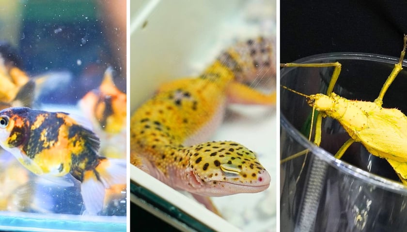 na zdjęciach okazy, jakie można było znaleźć na targach ZooEgzotyka w Hali Orbita