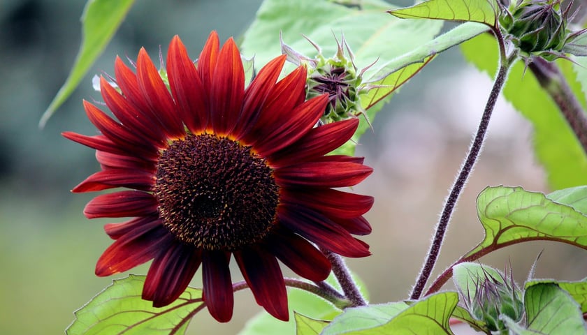W Ogrodzie Botanicznym UWr we Wrocławiu, wrzesień 2025