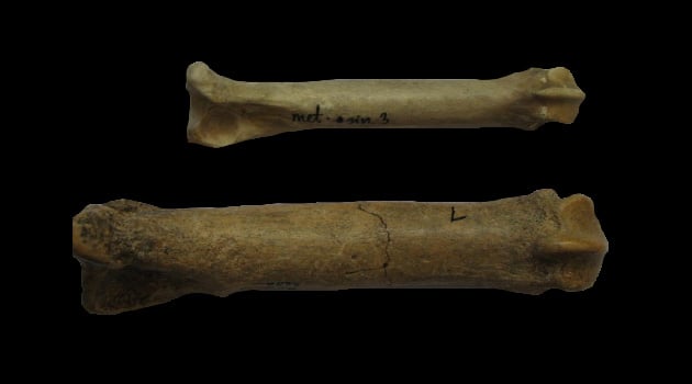 Kiedy lwy polowały w Polsce