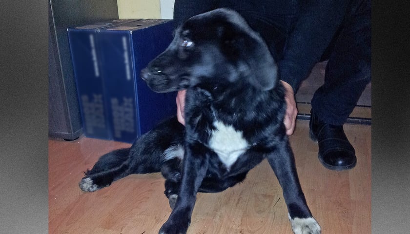 Uratowali psa z Odry