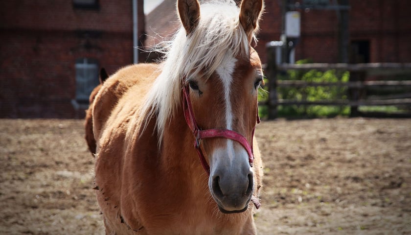 Koń Legolas jest wspierany przez społeczność SP nr 1