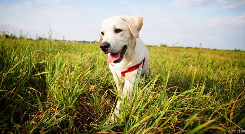 Bezpłatne znakowanie psów w 2014 roku