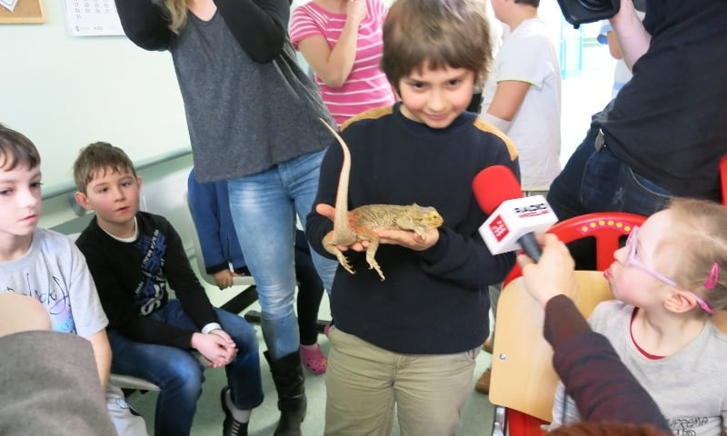 Gady, płazy i owady w szpitalu