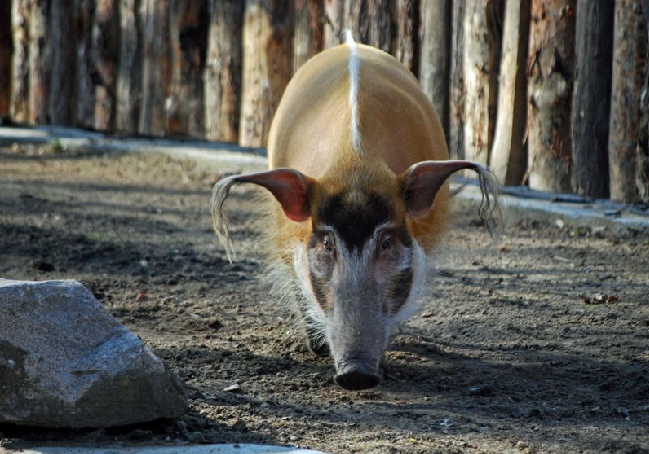 Jeszcze dwa tygodnie taniej do zoo