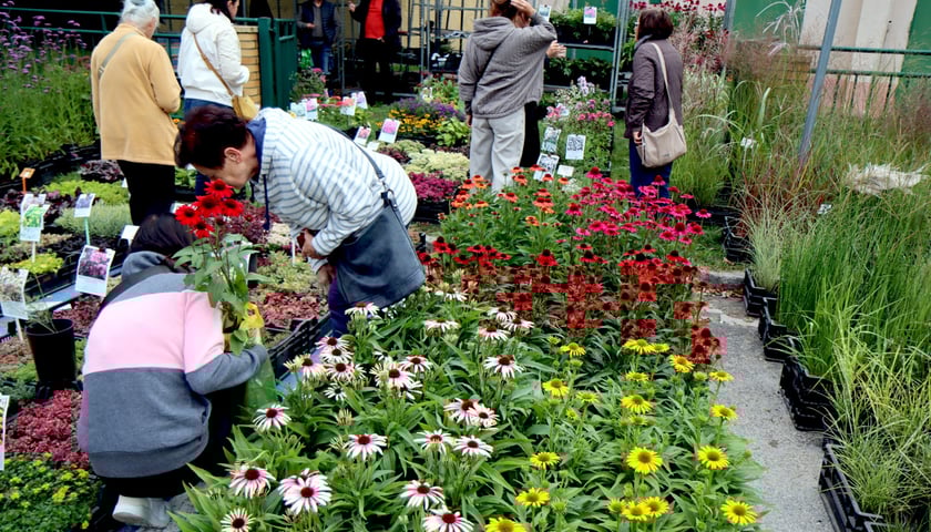 Kobieta pochylająca się nad sadzonkami roślin i kwiatów. Kiermasz ogrodniczy na Partyniach - zdjęcie ilustracyjne.