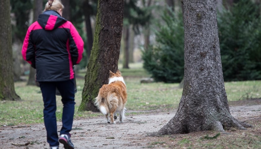 Z psem na spacer - obowiązki właściciela