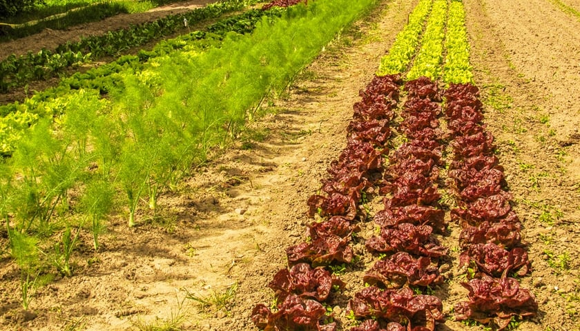 Kiedy nowalijki to nowalijki