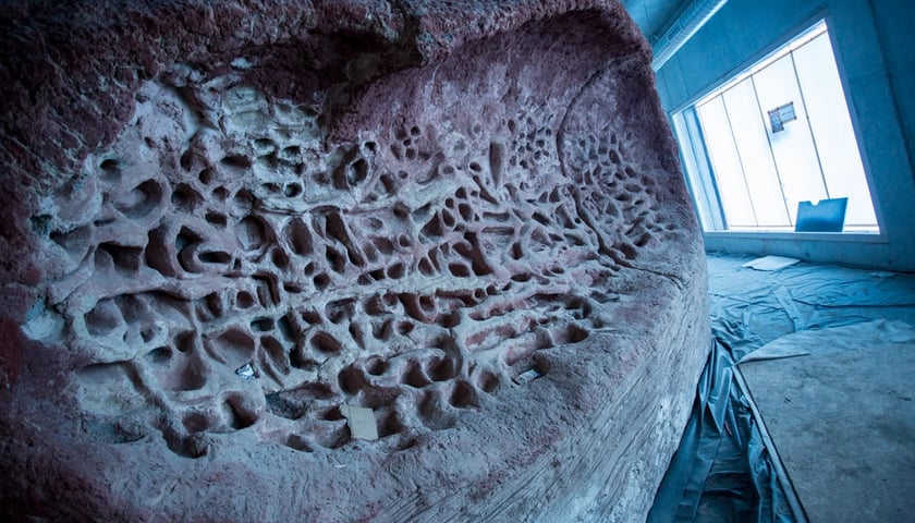 Oceanarium - Afrykarium: Kongo czeka na rośliny