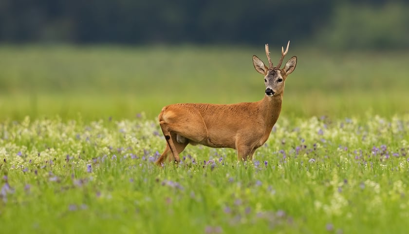 Na zdjęciu koziołek sarny na łące