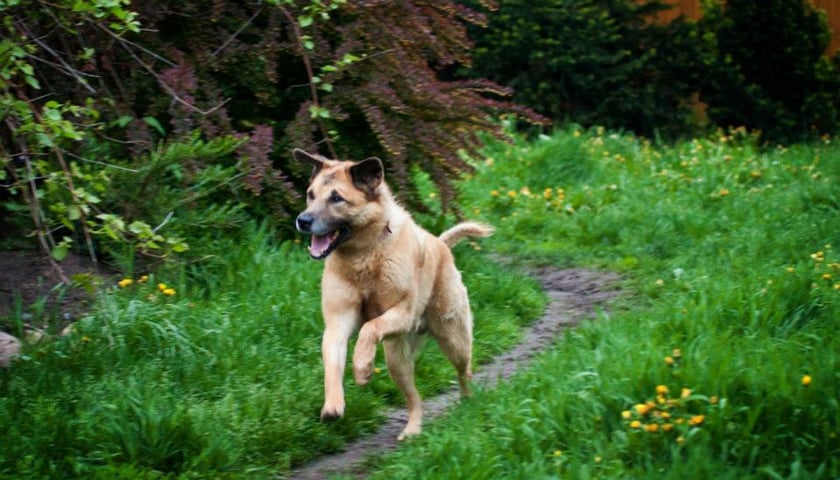 Stwórz dom tymczasowy dla psa lub kota!