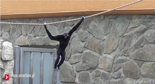 Zielono w zoo (FILM)