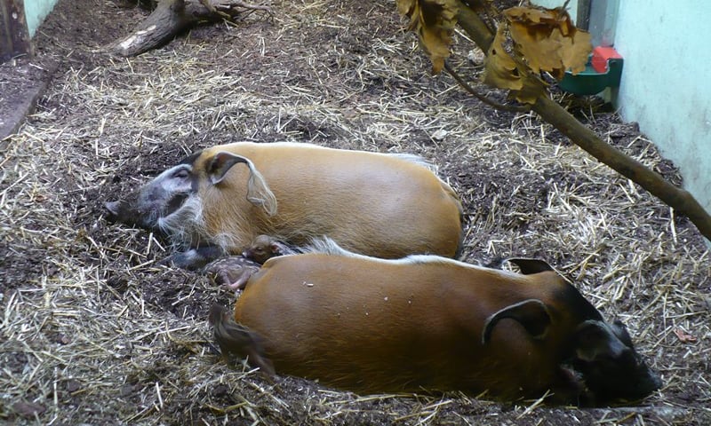Świnki rzeczne chcą mleka od Jambona
