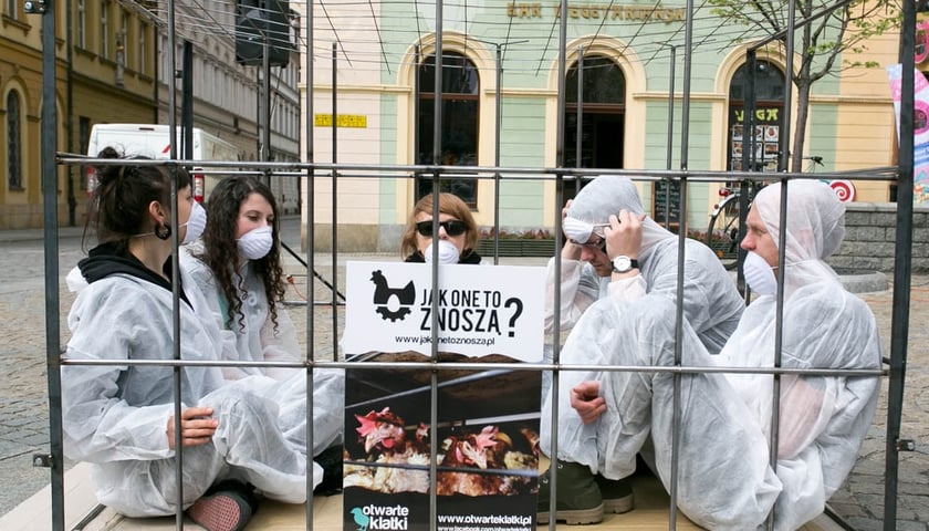 Jak one to znoszą? - w obronie kur