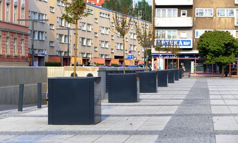 Nowe drzewa w centrum