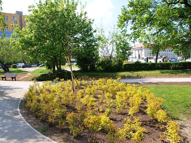 Nowe drzewa i krzewy na Psim Polu