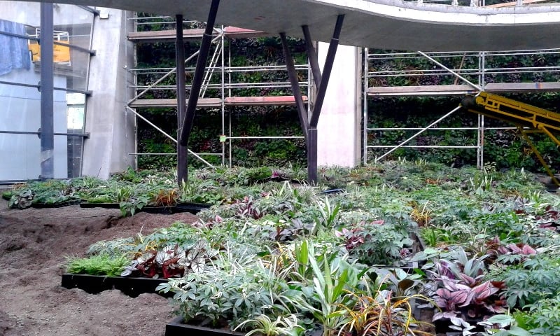 Afrykarium-Oceanarium – pierwsze tropikalne rośliny