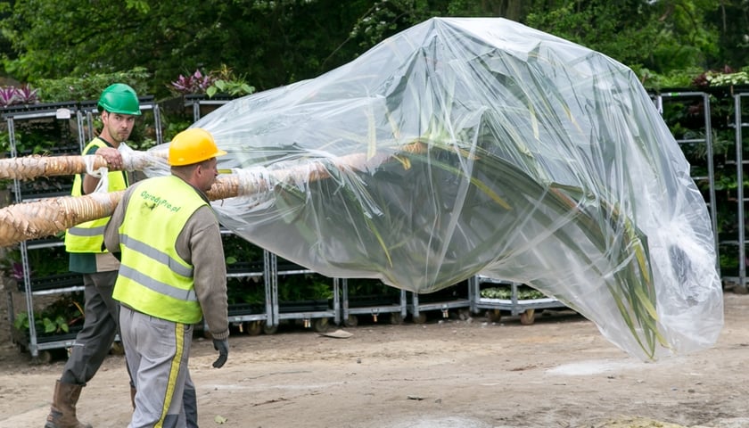 Pierwsze drzewa w Afrykarium-Oceanarium (WIDEO)