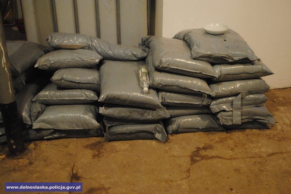 Zlikwidowali plantację marihuany