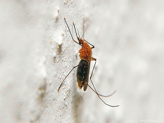 Rusza walka z komarami (WIDEO)