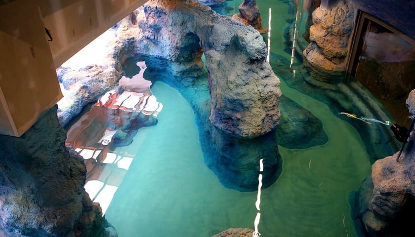 Leją wodę w Afrykarium