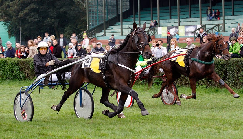 Partynice: Wyścigi kłusaków jak atak husarii [WIDEO]