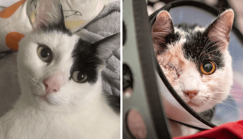 Po lewej kotka Pepsi przed znęcaniem, po prawej już bez oka, w kołnierzu, po operacjach. Zwierzę otrzymało 18 postrzałów śrutem