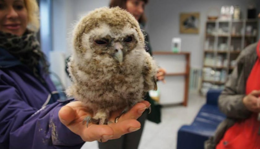 Dzikie zwierzęta w miejskiej dżungli - dba o nie EKOSTRAŻ!