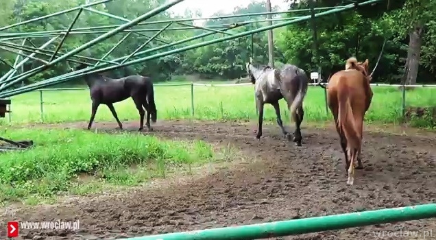 Partynice: Zobacz, jak trenują konie [WIDEO]