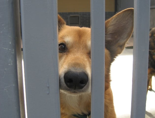 Daj lub kup książkę i pomóż bezdomnym psom