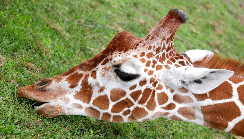 Odwiedź żyrafy w najdłuuuższy dzień w roku