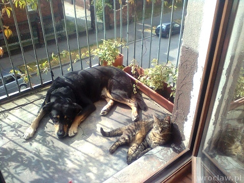 Więcej zwierząt w schronisku