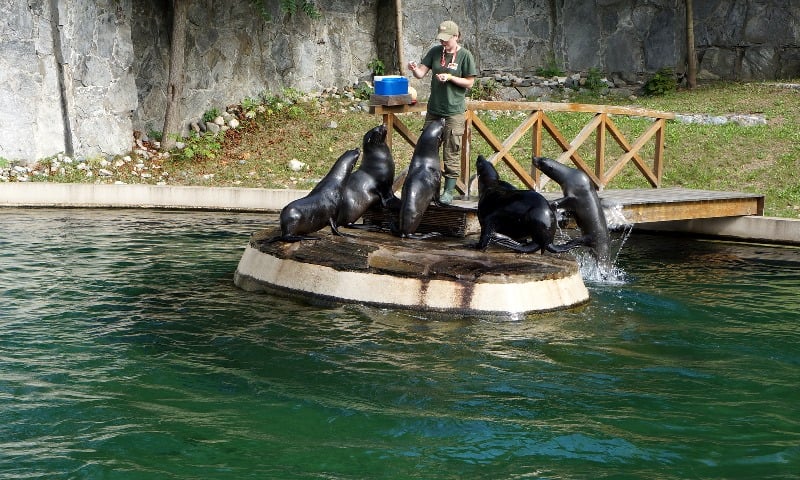 Jedni wolą słonia, drudzy żyrafę, czyli najfajniejsze zwierzęta w zoo