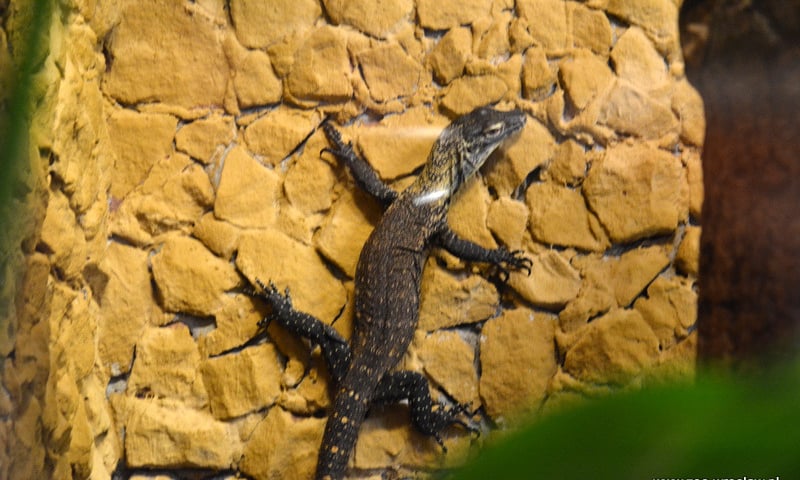 Smoki z Komodo są w zoo